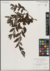 Foto von Salix aurita L.